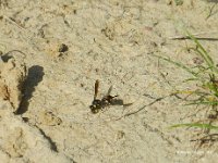 Grabwespe, Art nicht bekannt!